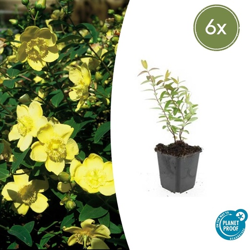 "Johanniskraut 'Hidcote' 6er-Set (Hypericum perforatum) – winterharte Staude, Topf-Ø 9 cm, Höhe ca. 25 cm image"