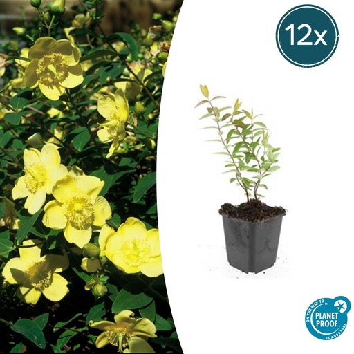 "12x Hypericum 'Hidcote' - ↕10-25cm - Ø9cm image"