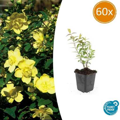 "60x Hypericum 'Hidcote' - ↕10-25cm - Ø9cm image"