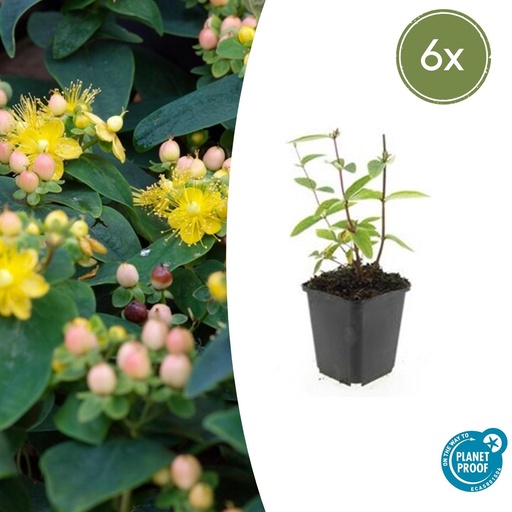 "6x Hypericum inodorum 'Annebel' - ↕10-25cm - Ø9cm image"