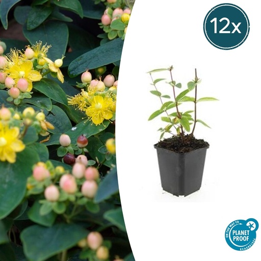 "Duftloses Johanniskraut 'Annebel' 12er-Set (Hypericum inodorum) – winterharte Staude, Topf-Ø 9 cm, Höhe ca. 25 cm image"