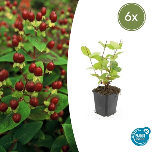 "Duftloses Johanniskraut 'Beauty' 6er-Set (Hypericum inodorum) – winterharte Staude, Topf-Ø 9 cm, Höhe ca. 25 cm image"