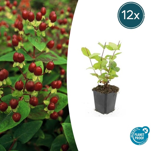 "Duftloses Johanniskraut 'Beauty' 12er-Set (Hypericum inodorum) – winterharte Staude, Topf-Ø 9 cm, Höhe ca. 25 cm image"