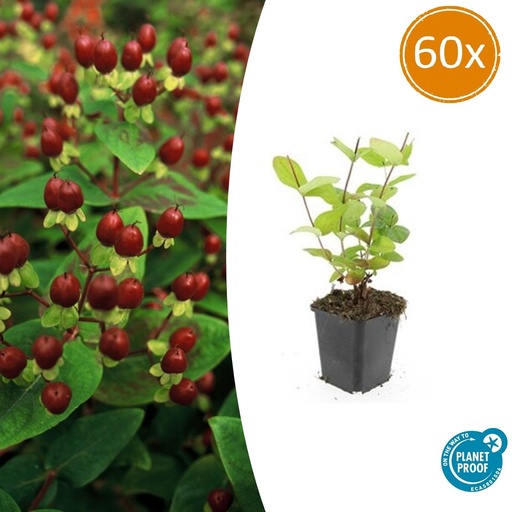 "60x Hypericum inodorum 'Beauty' - ↕10-25cm - Ø9cm image"