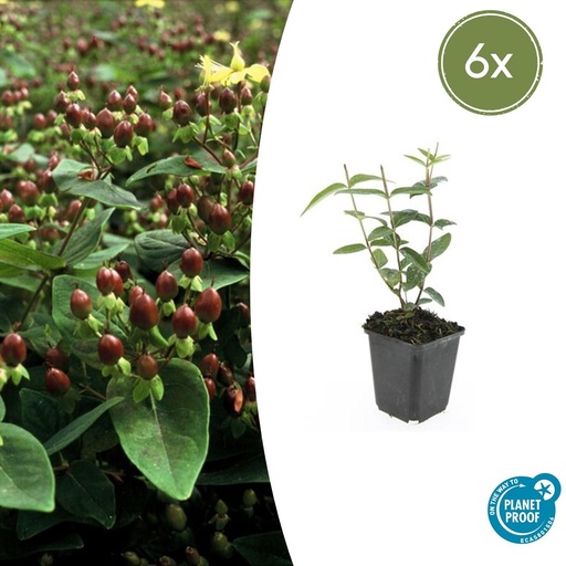 "6x Hypericum inodorum 'Rheingold' - ↕10-25cm - Ø9cm image"