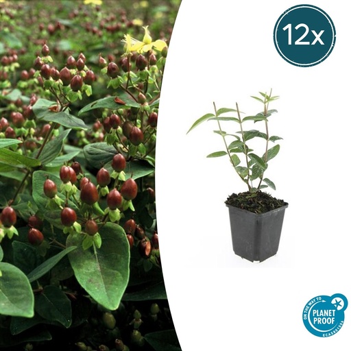 "12x Hypericum inodorum 'Rheingold' - ↕10-25cm - Ø9cm image"