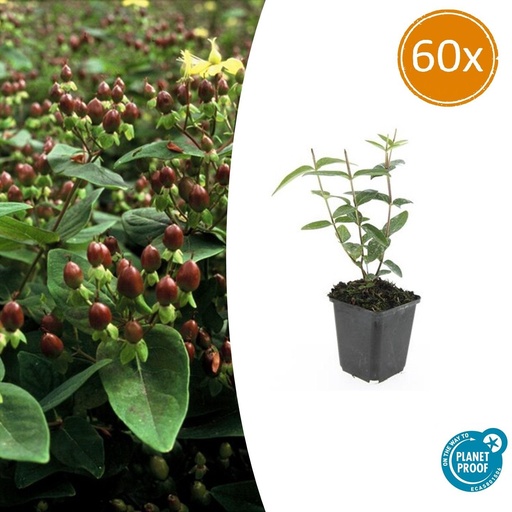 "60x Hypericum inodorum - ↕10-25cm - Ø9cm image"