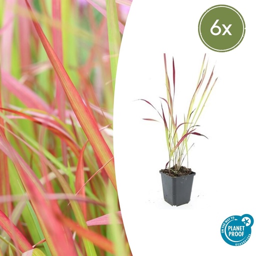 "Japanisches Blutgras 'Red Baron' 6er-Set (Imperata cylindrica) – winterhartes Ziergras, Topf-Ø 9 cm, Höhe ca. 25 cm image"