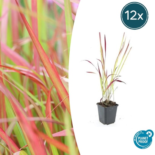 "12x Imperata cylindrica 'Red Baron' - ↕10-25cm - Ø9cm image"