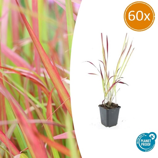 "Blutgras 'Red Baron' 60er-Set (Imperata cylindrica) – winterhartes Ziergras, Topf-Ø 9 cm, Höhe ca. 25 cm image"