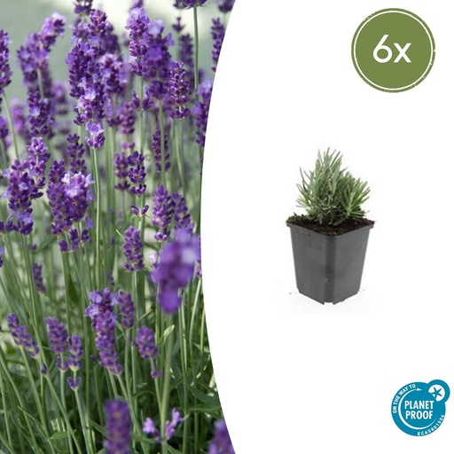 "6x Lavandula ang. 'Dwarf Blue' - ↕10-25cm - Ø9cm image"