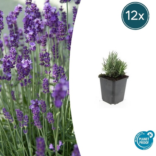 "12x Lavandula ang. 'Zwerg Blau' - ↕10-25cm - Ø9cm image"