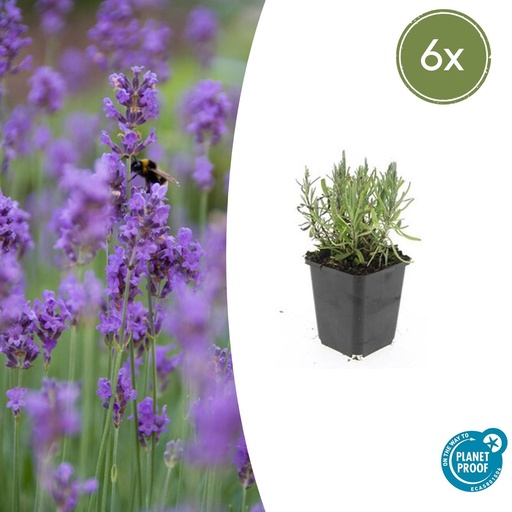 "6x Lavandula ang. 'Munstead' - ↕10-25cm - Ø9cm image"