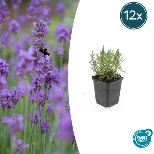 "12x Lavandula ang. 'Munstead' - ↕10-25cm - Ø9cm image"