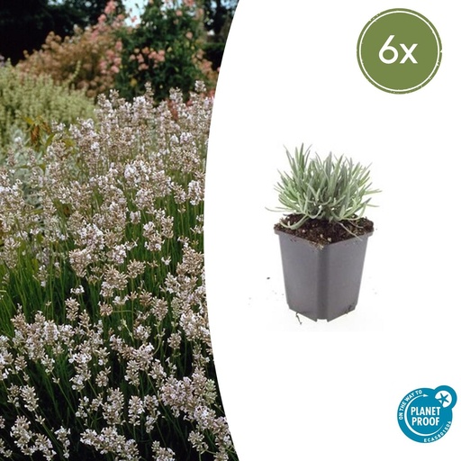 "6x Lavandula int. 'Edelweiss' - ↕10-25cm - Ø9cm image"