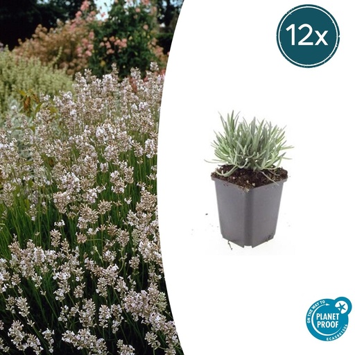 "12x Lavandula int. 'Edelweiss' - ↕10-25cm - Ø9cm image"