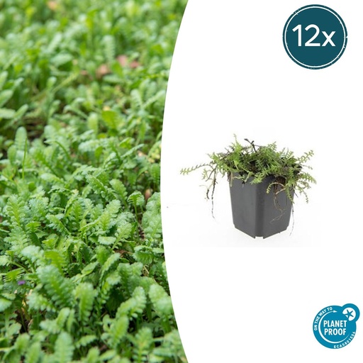 "Fiederpolster 12er-Set (Leptinella squalida) – winterharte Staude, Topf-Ø 9 cm, Höhe ca. 25 cm image"