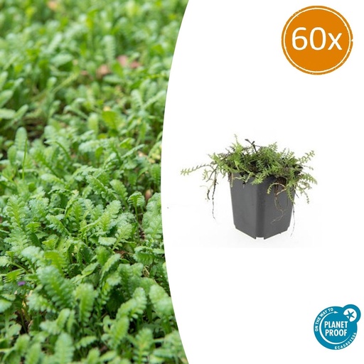 "60x Leptinella squalida - ↕10-25cm - Ø9cm image"