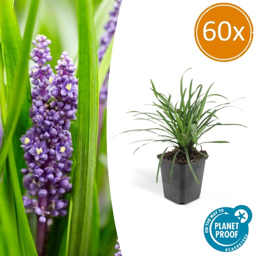 "60x Liriope muscari 'Big Blue' - ↕10-25cm - Ø9cm image"
