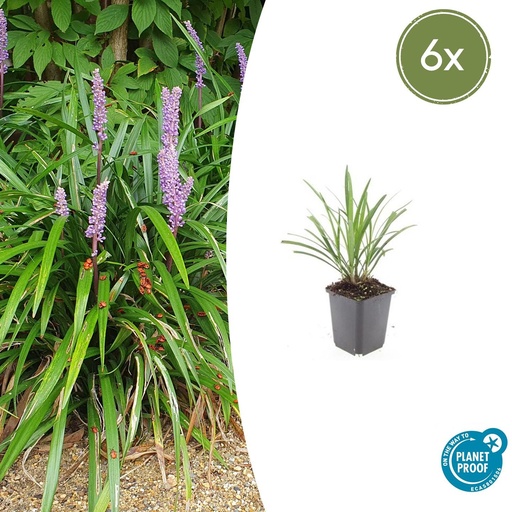 "6x Liriope muscari 'Ingwersen' - ↕10-25cm - Ø9cm image"