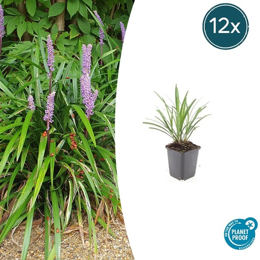 "Lilientraube 'Ingwersen' 12er-Set (Liriope muscari) – winterharte immergrüne Staude, Topf-Ø 9 cm, Höhe ca. 25 cm image"