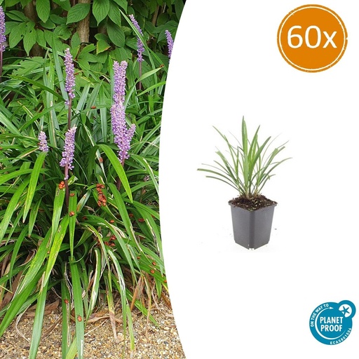 "60x Liriope muscari 'Ingwersen' - ↕10-25cm - Ø9cm image"