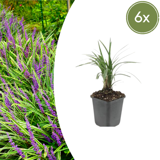 "Lilientraube 'Moneymaker' 6er-Set (Liriope muscari) – winterharte immergrüne Staude, Topf-Ø 9 cm, Höhe ca. 25 cm image"