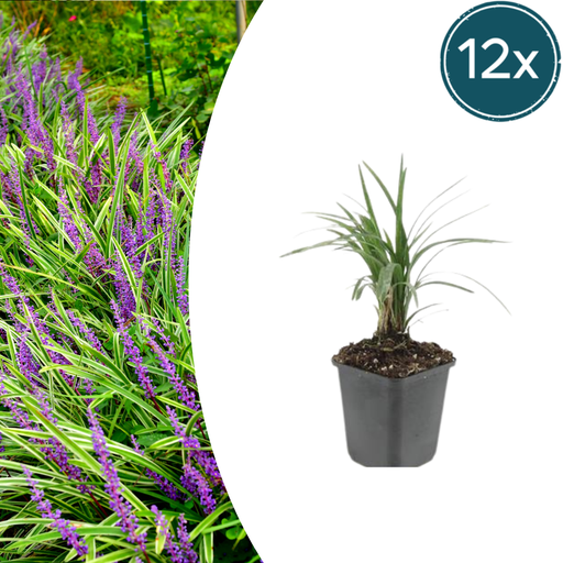 "12x Liriope muscari 'Moneymaker' - ↕10-25cm - Ø9cm image"