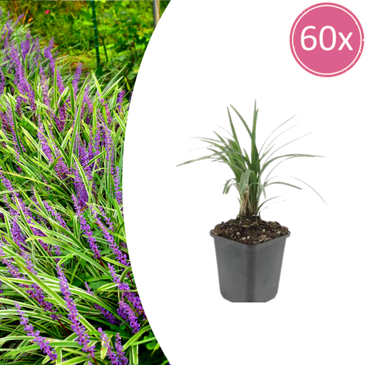 "60x Liriope muscari 'Moneymaker' - ↕10-25cm - Ø9cm image"