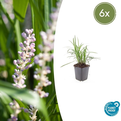 "Lilientraube 'Monroe White' 6er-Set (Liriope muscari) – winterharte immergrüne Staude, Topf-Ø 9 cm, Höhe ca. 25 cm image"