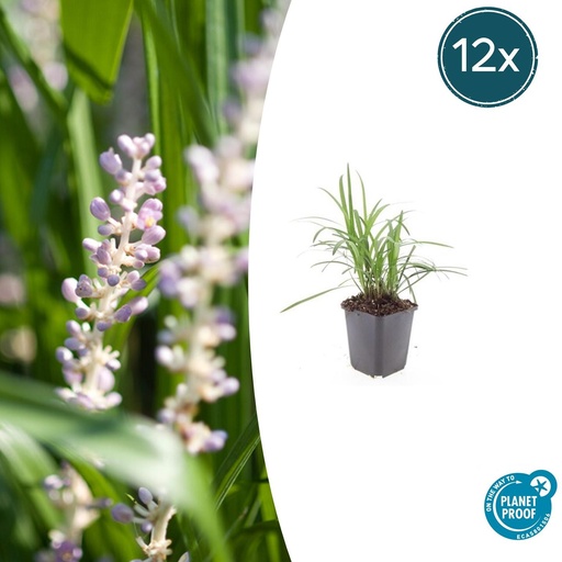 "Lilientraube 'Monroe White' 12er-Set (Liriope muscari) – winterharte immergrüne Staude, Topf-Ø 9 cm, Höhe ca. 25 cm image"