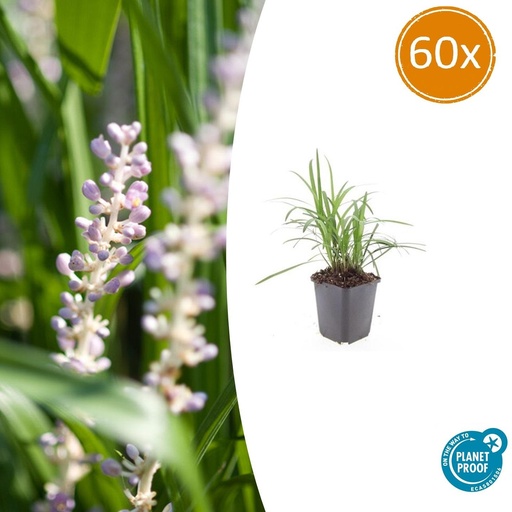 "60x Liriope muscari 'Monroe White' - ↕10-25cm - Ø9cm image"