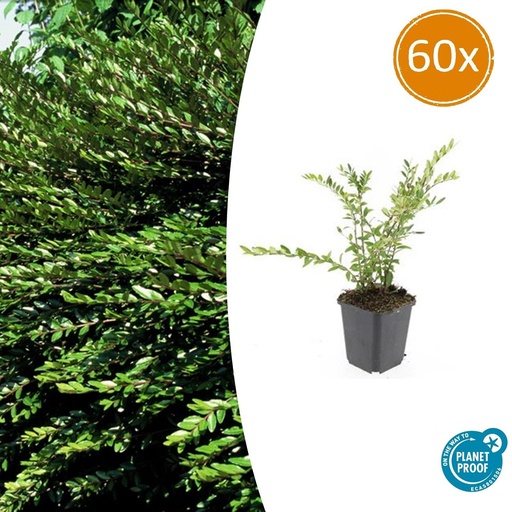 "60x Lonicera pileata - ↕10-25cm - Ø9cm image"