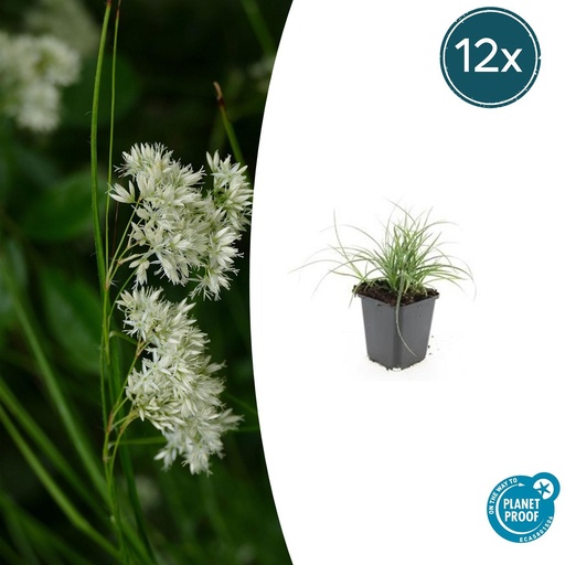 "12x Luzula nivea - ↕10-25cm - Ø9cm image"