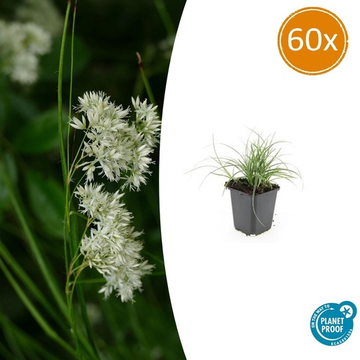 "60x Luzula nivea - ↕10-25cm - Ø9cm image"