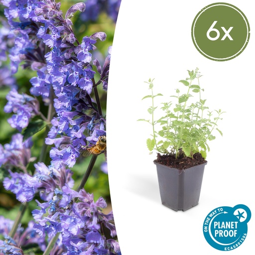 "6x Nepeta 'Six Hills Giant' - ↕10-25cm - Ø9cm image"
