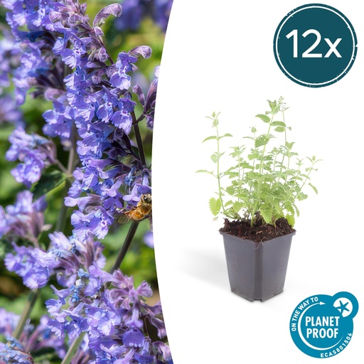 "12x Nepeta 'Six Hills Giant' - ↕10-25cm - Ø9cm image"