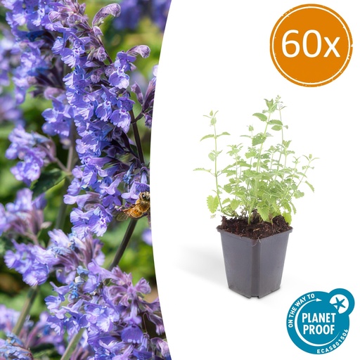 "Katzenminze 'Six Hills Giant' 60er-Set (Nepeta) – winterharte Staude, Topf-Ø 9 cm, Höhe ca. 25 cm image"