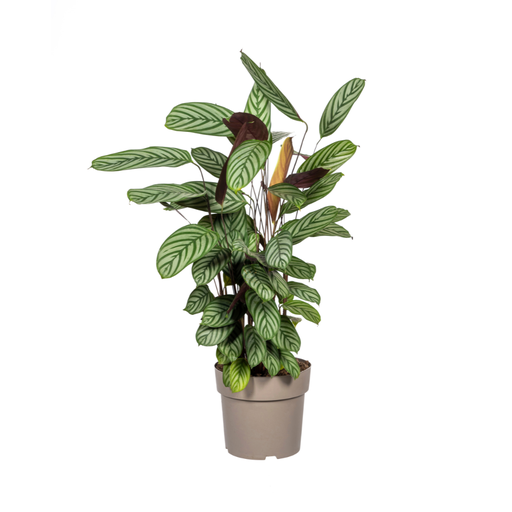 "Calathea Oppenheimiana Ø24cm - ↕80 - 100cm image"