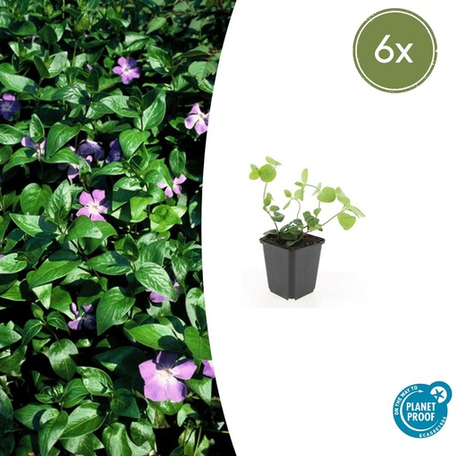 "6x Vinca major - ↕10-25cm - Ø9cm image"