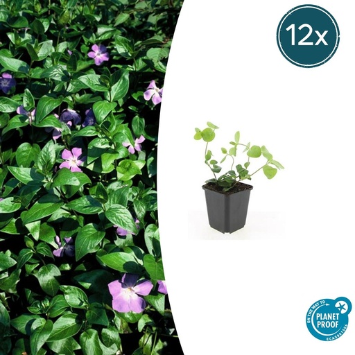 "Großes Immergrün 12er-Set (Vinca major) – winterharter Bodendecker, Topf-Ø 9 cm, Höhe ca. 25 cm image"