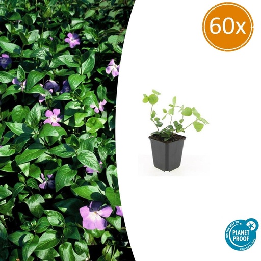 "Großes Immergrün 60er-Set (Vinca major) – winterharter Bodendecker, Topf-Ø 9 cm, Höhe ca. 25 cm image"
