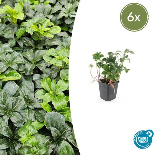 "Ysander 'Green Sheen' 6er-Set (Pachysandra terminalis) – winterharte Bodendecker-Staude, Topf-Ø 9 cm, Höhe ca. 25 cm image"