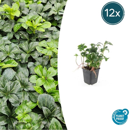 "Ysander 'Grüner Glanz' 12er-Set (Pachysandra terminalis) – winterharte Bodendecker-Staude, Topf-Ø 9 cm, Höhe ca. 25 cm image"