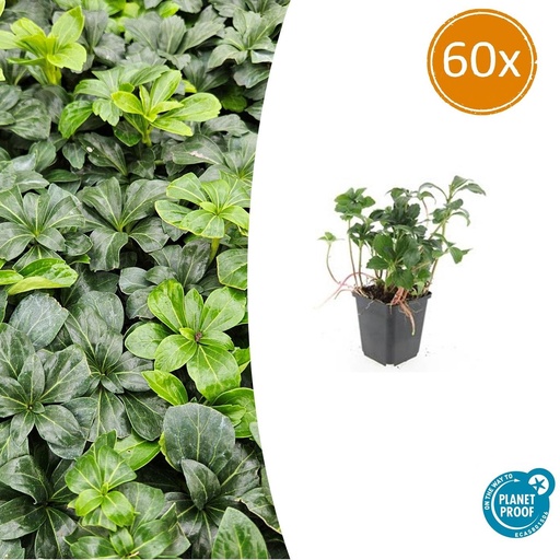 "Ysander 'Grüner Glanz' 60er-Set (Pachysandra terminalis) – winterharte Bodendecker-Staude, Topf-Ø 9 cm, Höhe ca. 25 cm image"