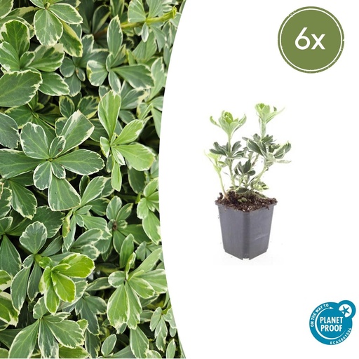 "Ysander 'Variegata' 6er-Set (Pachysandra terminalis) – winterharte Bodendecker-Staude, Topf-Ø 9 cm, Höhe ca. 25 cm image"