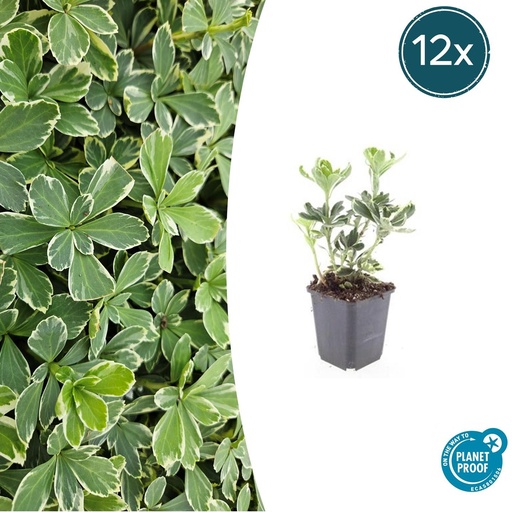 "Ysander 'Variegata' 12er-Set (Pachysandra terminalis) – winterharte Bodendecker-Staude, Topf-Ø 9 cm, Höhe ca. 25 cm image"