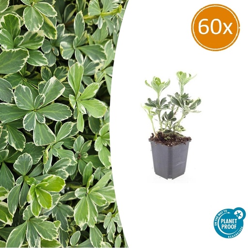 "Ysander 'Variegata' 60er-Set (Pachysandra terminalis) – winterharte Bodendecker-Staude, Topf-Ø 9 cm, Höhe ca. 25 cm image"