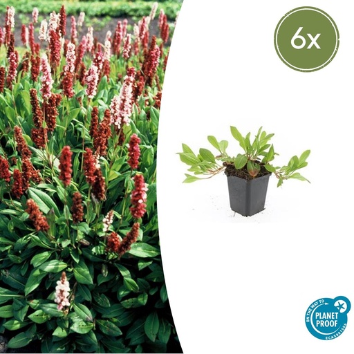 "Scheckenknöterich 'Darjeeling Red' 6er-Set (Persicaria affinis) – winterharte Bodendecker-Staude, Topf-Ø 9 cm, Höhe ca. 25 cm image"