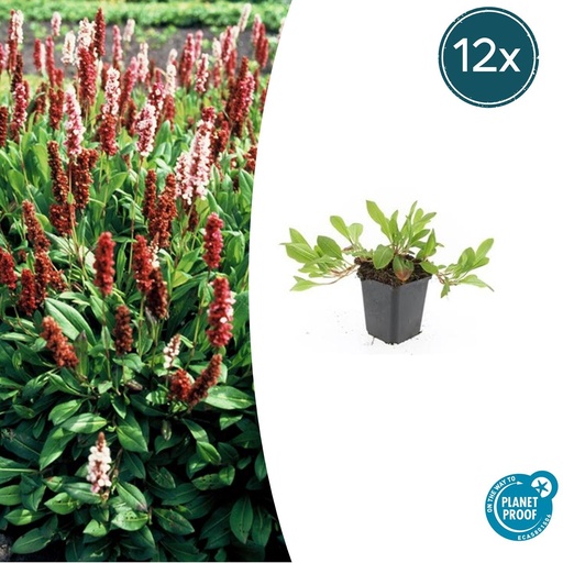 "Teppichknöterich 'Darjeeling Red' 12er-Set (Persicaria affinis) – winterharte Staude, Topf-Ø 9 cm, Höhe ca. 25 cm image"